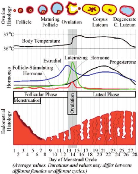 Hormonal-fluctuations-over-the-menstrual-cycle-Reprinted-with-kind-permission-from