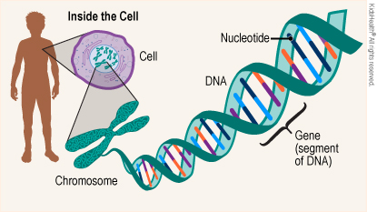 gene_a_enIL